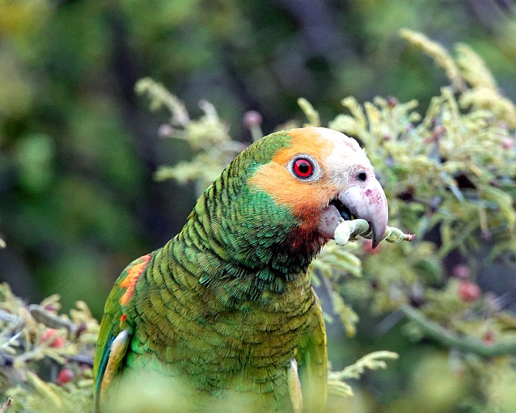 Bonaire Parrot 2022